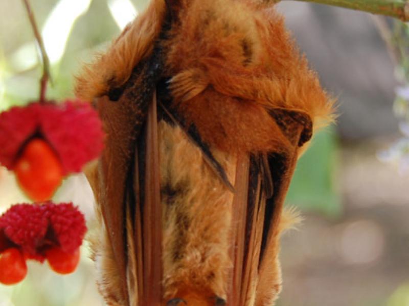 Eastern Red Bat Outdoor Alabama